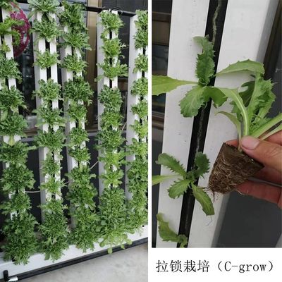 C-Growart Farm Система гидропонного выращивания Без почвы для роста растений