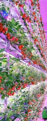 Система вертикального выращивания клубники для фруктов Белый пищевой плантация ПВК