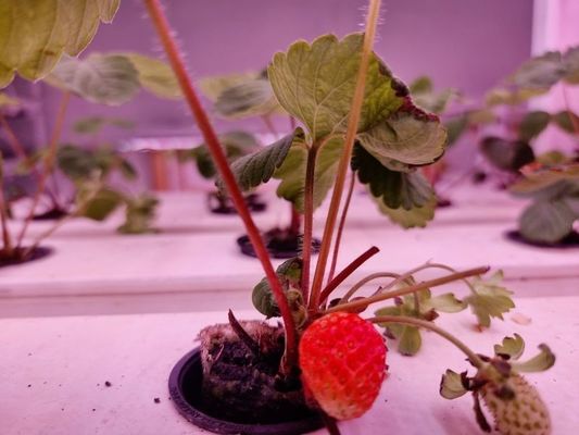Белый пищевой плантация ПВХ вертикальная система выращивания клубники для фруктов