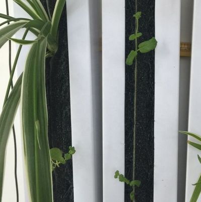 Гидропоническое вертикальное выращивание Zipgrow Towergarden