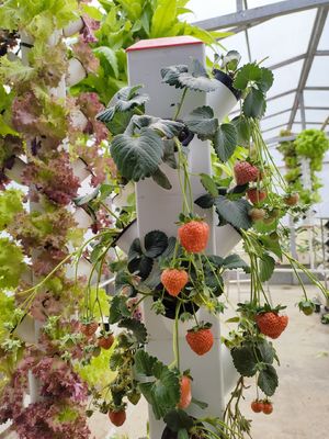 2023 Горячая продажа пластмассовый горшок гидропоника вертикальный сад искусственная стена горшок вертикальный сад 112+ Растения гидропоника вертикальная